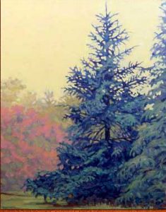 Black Hills Spruce and Smoke Tree, Arboretum, Experimental Farm